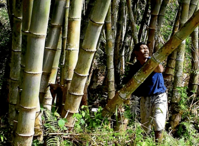 Kode Alam Bambu